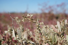 Atriplex pedunculata