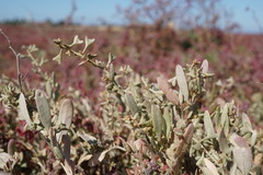 Atriplex pedunculata