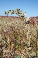Atriplex pedunculata
