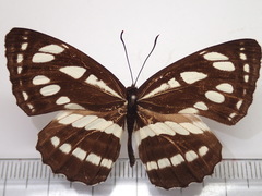 Neptis hylas