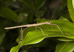 Pseudosermyle phalangiphora
