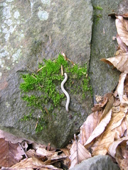 Pachyiulus krivolutskyi