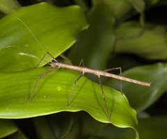 Pseudosermyle phalangiphora