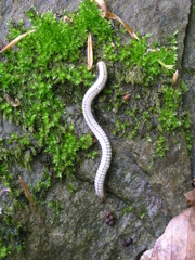 Pachyiulus krivolutskyi