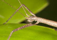 Pseudosermyle phalangiphora