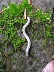 Pachyiulus krivolutskyi