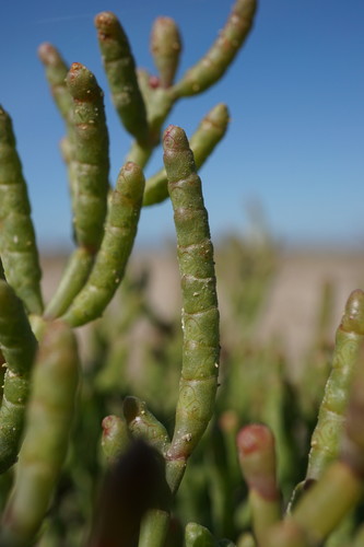 Representative image of Salicornia europaea