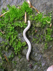 Pachyiulus krivolutskyi