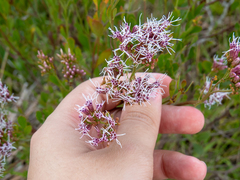 Symphyopappus casarettoi