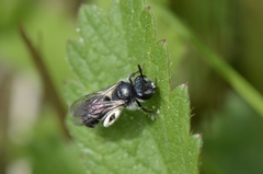 Andrena viridescens