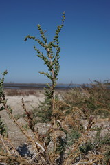 Suaeda prostrata