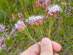 Symphyopappus casarettoi