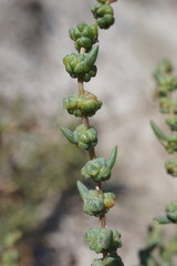 Suaeda prostrata