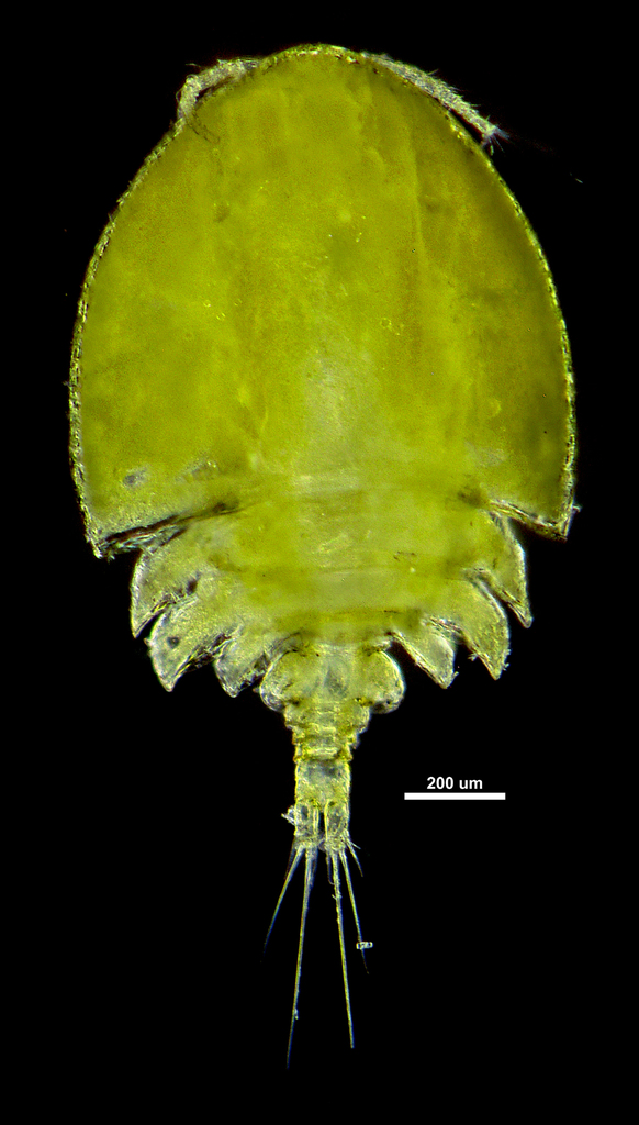 Artotrogidae
