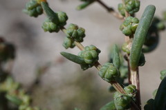 Suaeda prostrata