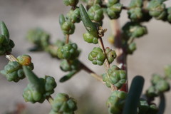 Suaeda prostrata