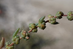 Suaeda prostrata