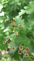 Crataegus monogyna