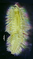 Phyllodocida