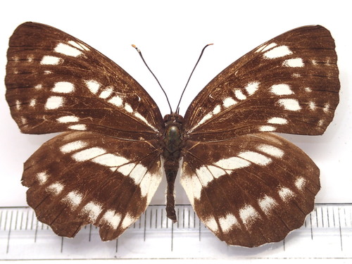 Subspecies Neptis pryeri iwasei · iNaturalist