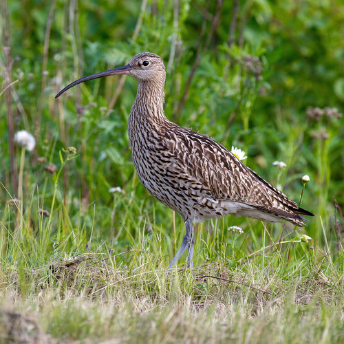 Eurasian Curlew, photo 9 of 10