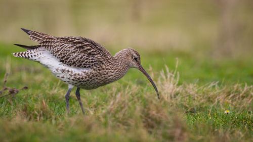 Foto de Eurasian Curlew