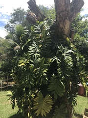 Philodendron mayoi