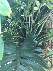 Philodendron mayoi