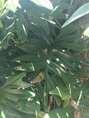 Philodendron mayoi