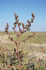 Petrosimonia oppositifolia