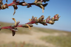 Petrosimonia oppositifolia