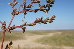 Petrosimonia oppositifolia