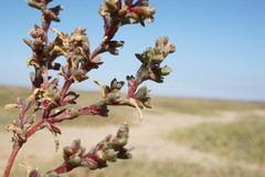Petrosimonia oppositifolia