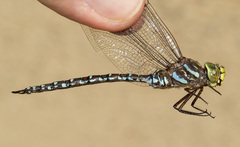 Aeshna subarctica