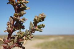 Petrosimonia oppositifolia