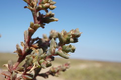 Petrosimonia oppositifolia