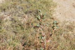 Petrosimonia oppositifolia