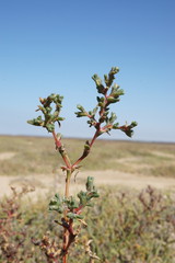 Petrosimonia oppositifolia