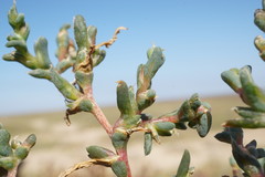 Petrosimonia oppositifolia
