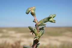 Petrosimonia oppositifolia