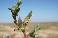 Petrosimonia oppositifolia