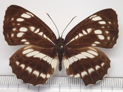 Neptis pryeri