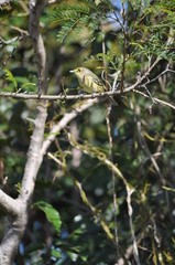 Vireo crassirostris