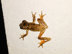 Dendropsophus microps