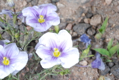 Nierembergia linariifolia