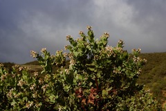 Arctostaphylos gabilanensis