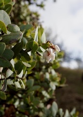 Arctostaphylos gabilanensis
