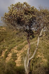 Arctostaphylos gabilanensis