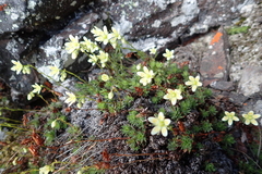 Saxifraga bronchialis funstonii