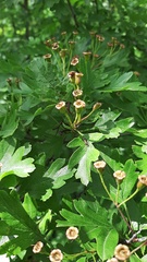Crataegus monogyna